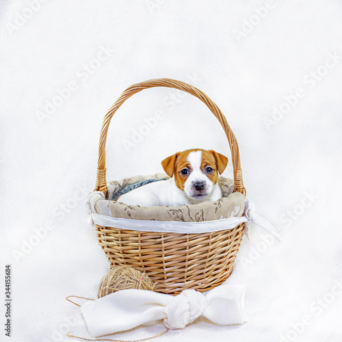 cute puppy jack russell terrier sitting in an easter basket with a bow on a white background.