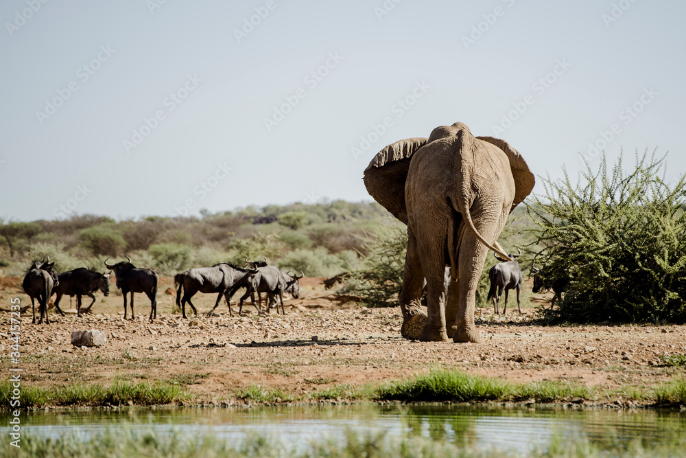 Obraz premium Afrikanischer Elefant