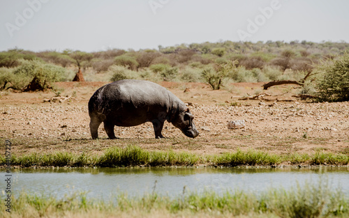 Nilpferd  Safari  Afrika