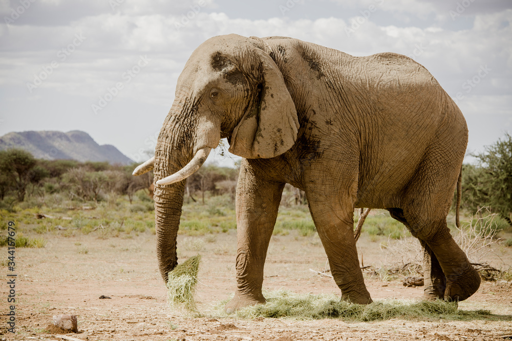Fototapeta premium Afrikanischer Elefant