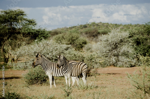 Zebras  Safari