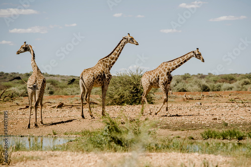 Giraffen, Namibia, Afrika
