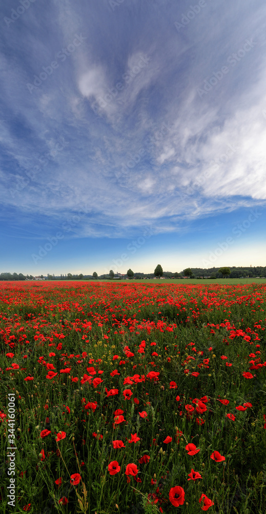 Vertical Panorama of a field with lots of poppies and a great blue sky with Clouds near Kloster Holzen, Bavaria, Germany