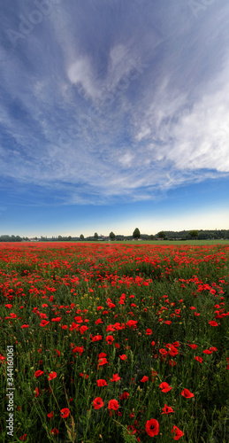 Vertical Panorama of a field with lots of poppies and a great blue sky with Clouds near Kloster Holzen  Bavaria  Germany