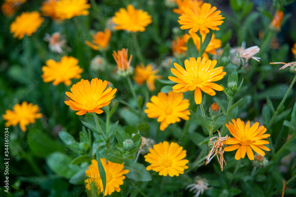 yellow flowers in the garden yellow flowers in the garden