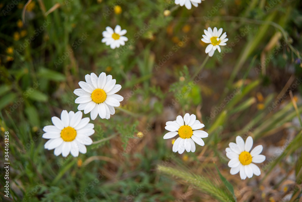 daisies in a field daisies in a field