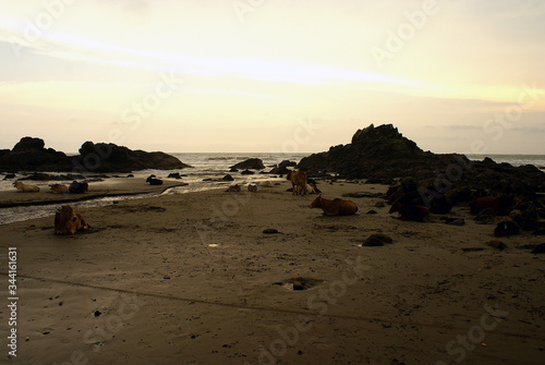Beaches of North Goa India  - cows