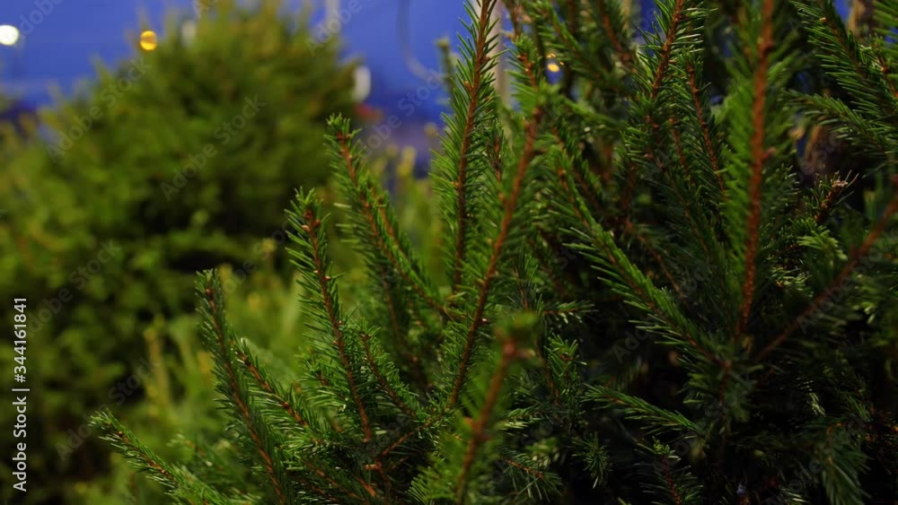 winter holidays concept - christmas tree sale at market in evening winter holidays concept - christmas tree sale at market in evening
