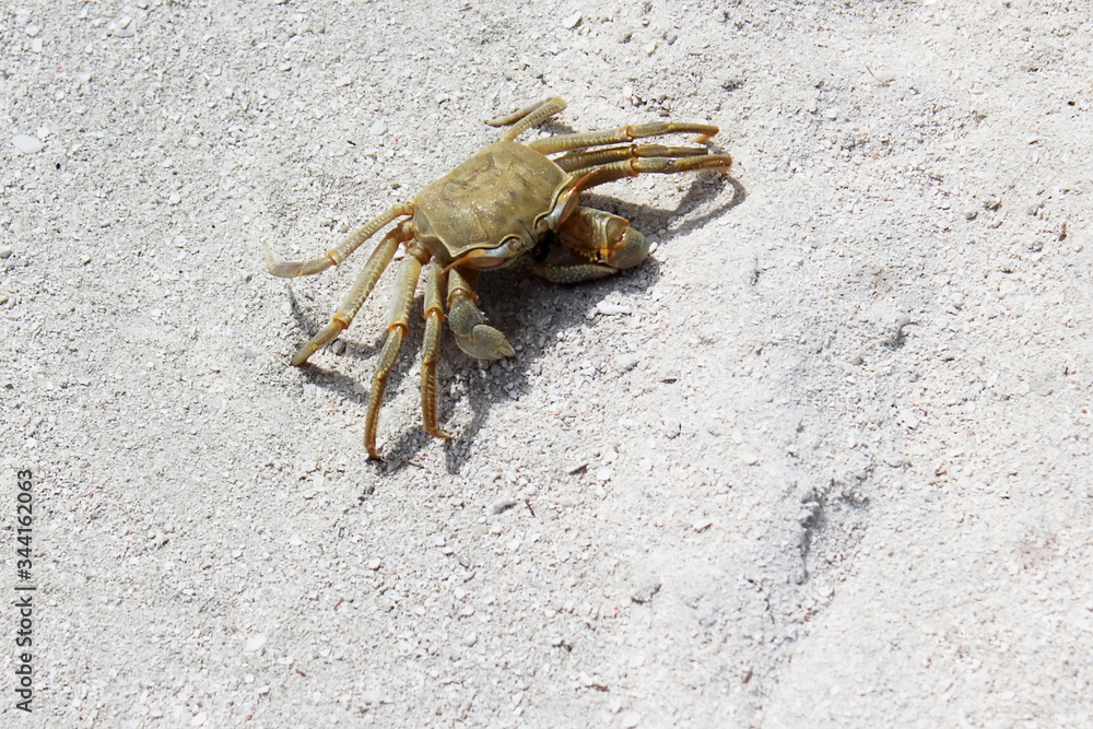 A large crab on a white sandy beach on a sunny day in Maldives. Exotic nature. The concept of beach holidays on the islands