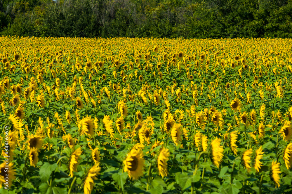 Fototapeta premium Sunflowers in a village field in center of Russia