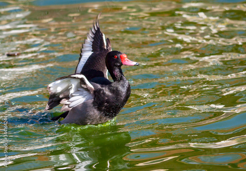 Battements d'ailes d'un canard nette Peposaca - Netta peposaca - sur l'étang photo