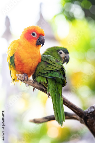 Soft focus against the background of a green leaf, close-up of the orange Sun Parakeet and the green Hahn's macaw perched on a branch