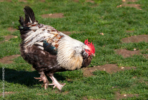 Coq Faverolles français en gros plan photo