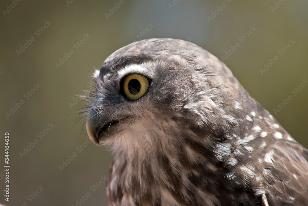 Fototapeta premium this is a close up of a barking owl