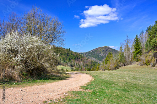 Rural road and spring landscapes of Little Pieniny mountains   Poland