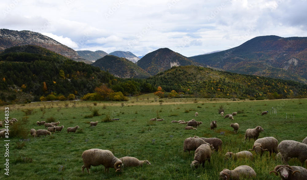 Obraz premium Pastoralisme