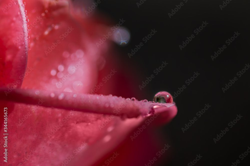 A drop of water on a rose petal on a dark background. Dewdrop. Rain on the flower. Macro. A drop of water on a rose petal on a dark background. Dewdrop. Rain on the flower. Macro.