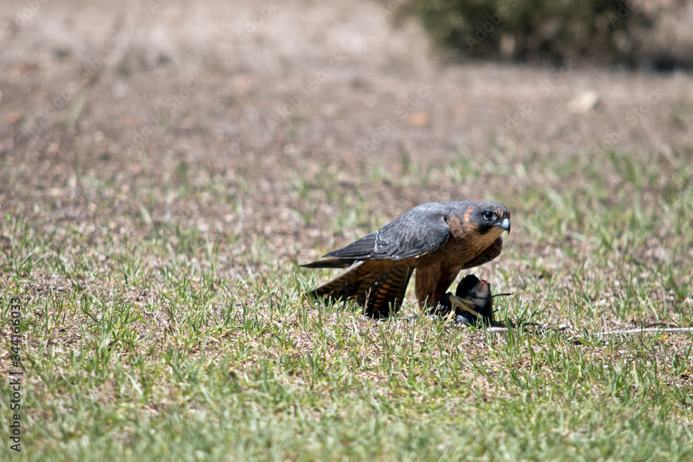 the Australian hobby falcon is eating the Australian hobby falcon is eating