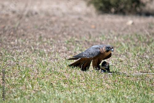the Australian hobby falcon is eating
