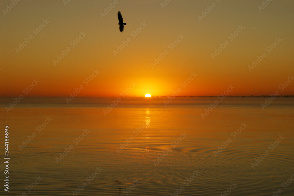 dawn against the background of calm sea water wave. a bird soaring in the calm morning sky creates a sense of peace. the sun's rays color the sky and water in golden and orange colors