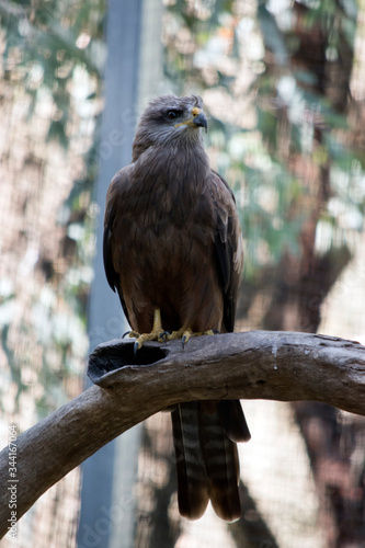 the black kite is perched on a branch