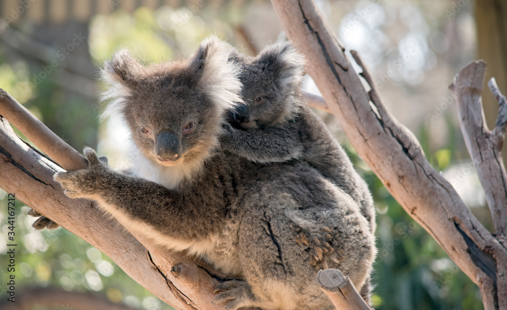 Naklejka premium the koala and joey are in a tree