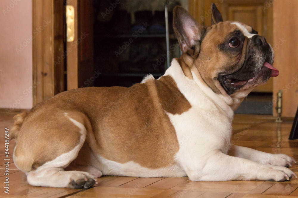 The red-white French bulldog lies on a beautiful wooden parquet
