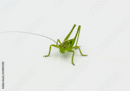 closeup of green grasshopper cricket isolated on a white background