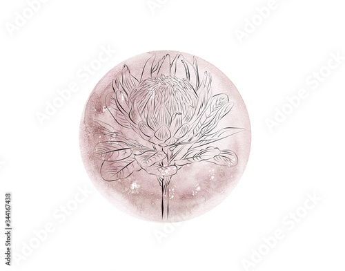 Watercolor pink moon phase with fine art protea isolated on white background. Watercolor hand drawn earth satellite moon. Magic abstract illustration. Pink floral planet ball photo