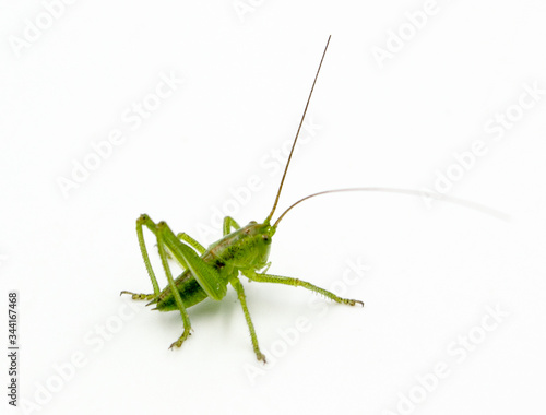 closeup of green grasshopper cricket isolated on a white background