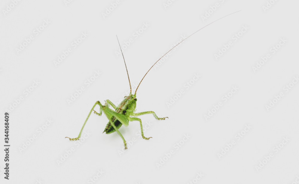 closeup of green grasshopper cricket isolated on a white background closeup of green grasshopper cricket isolated on a white background