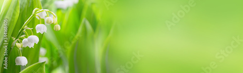 Lily of the valley flowers on green background  -  Banner, panorama, header for mothers day, springtime and other