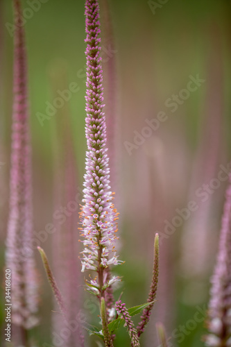 Veronicastrum virginicum 'Erika' photo