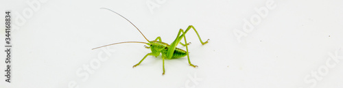 Valokuva closeup of green grasshopper cricket isolated on a white background