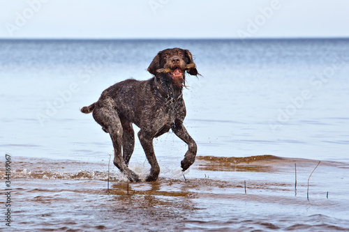 Dynamic dog German Wirehaired pointer running through the water
