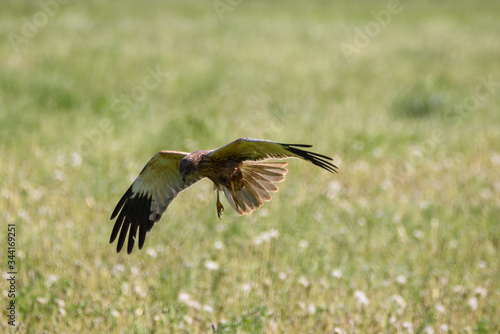 Western marsh harrier, Circus aeruginosus bird flying above field. Spring time. © Gints