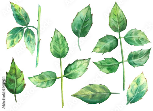 Green rose leaves isolated on a white background. Watercolor illustration, cl...