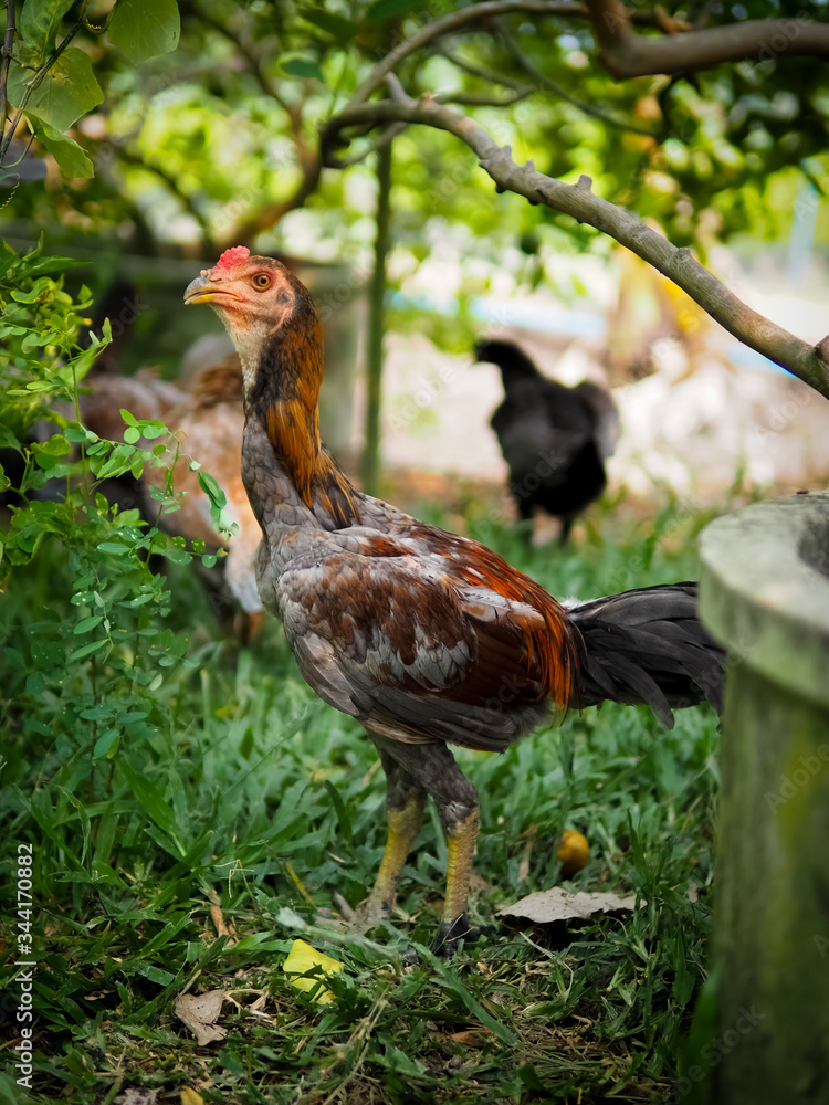 Fototapeta premium Chicken on the farm. Colorful rooster on green nature background