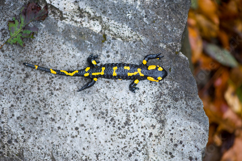 Fire salamander in autumn forest on stone