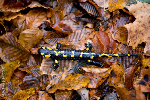 Fire salamander in autumn forest on yellow foliage