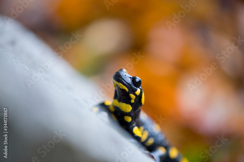 Fire salamander in autumn forest on stone