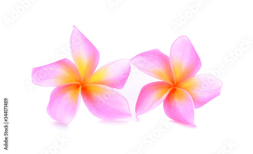 Plumeria pink color on white background