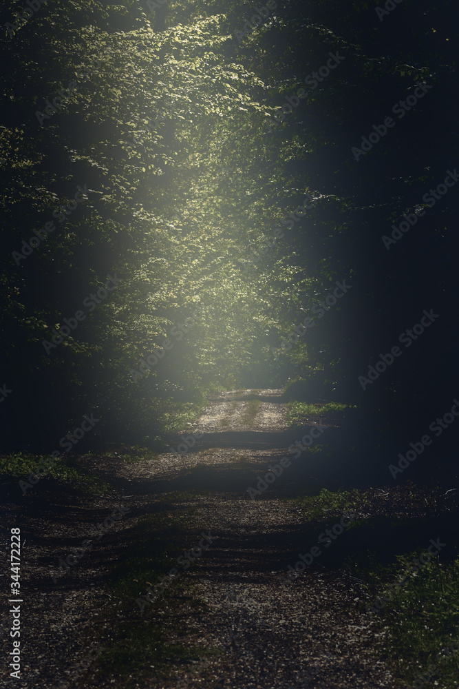 Mystical scene of a dark forest path with a sunbeam in the middle