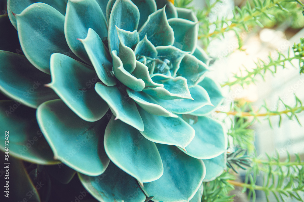 home decor big leaf cactus succulent plant home decor big leaf cactus succulent plant
