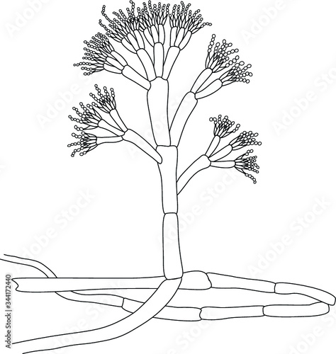 Structure of Penicillium photo