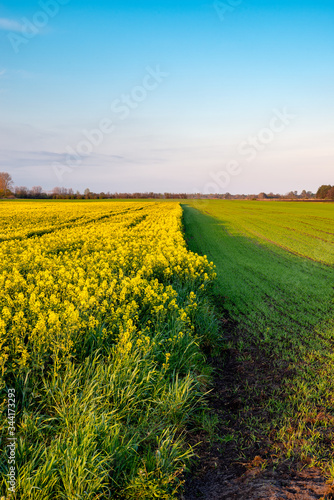 Blooming rape field in April sunset