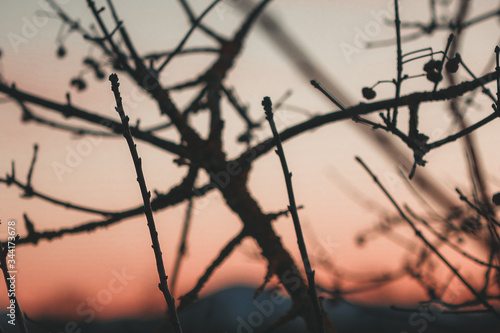Sunset thorns