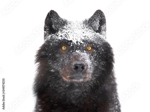 winter portrait canadian black wolf isolated on white background. © fotomaster