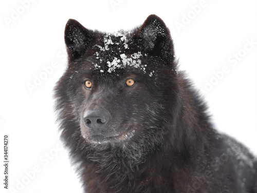 portrait canadian black wolf isolated on white background. © fotomaster