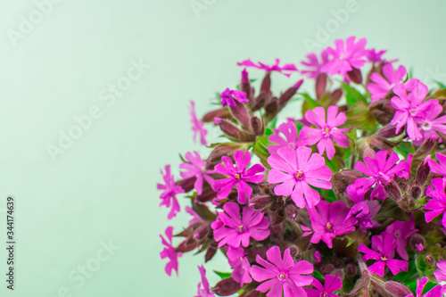 pink flowers on a green background photo